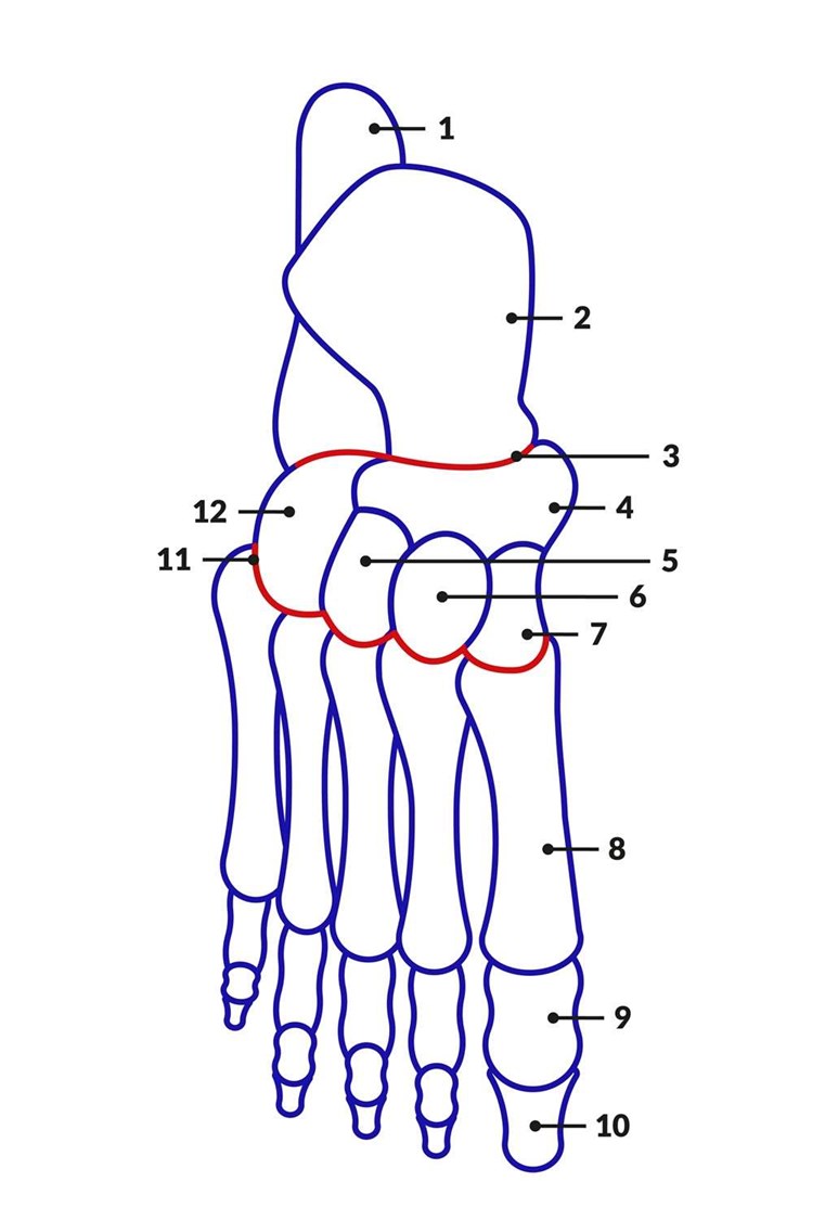Anatomy of the foot | Structural diagram of foot | Patient