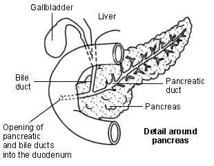 Diagram showing detail around the pancreas