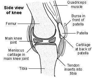 Cross-section of the knee showing the patella