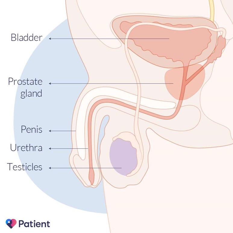 The prostate and nearby organs