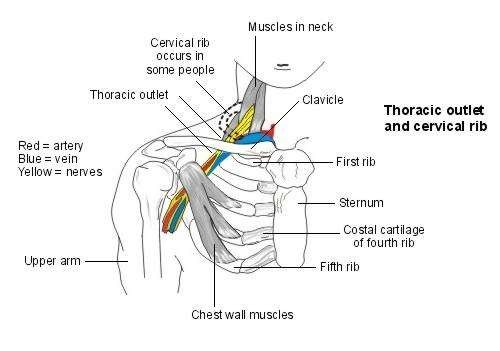 thoracic outlet