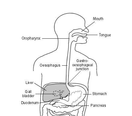 The oropharynx and oesophagus