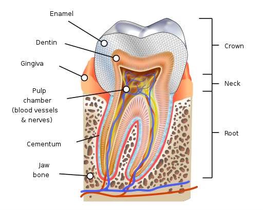 Human tooth diagram