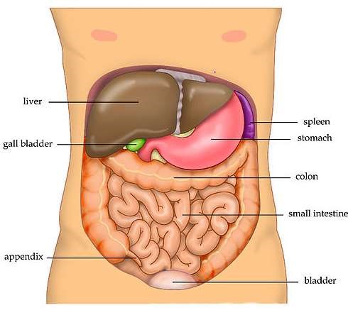 Human abdomen anatomy