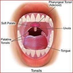 Tonsils and adenoids