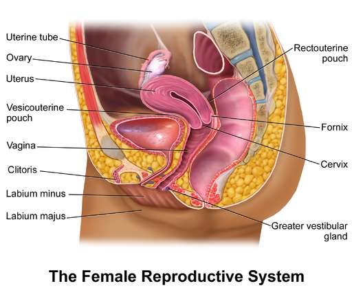 Female reproductive system sectional view
