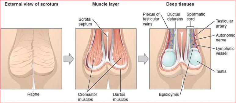 Musculature and inner workings of the scrotum