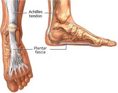 Plantar fascia and Achilles tendon