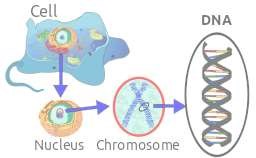 DNA in Eukaryote cell