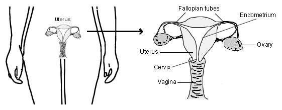 Endometrium - female reproductive organs