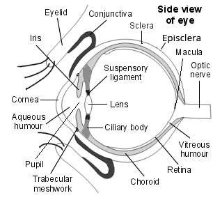 Side view of the structure of the eye