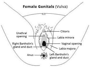 female reproductive system diagram