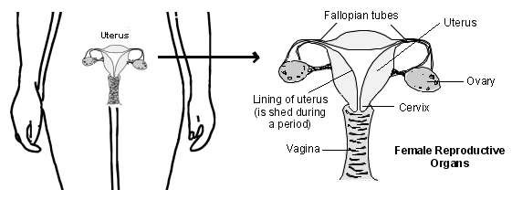 Female reproductive organs (periods)