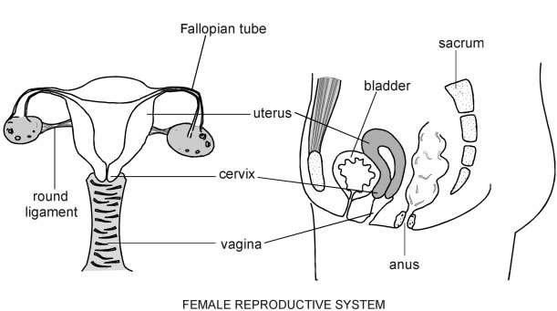 Female Reproductive System | Diagram | Patient