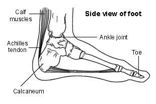 tendon above heel