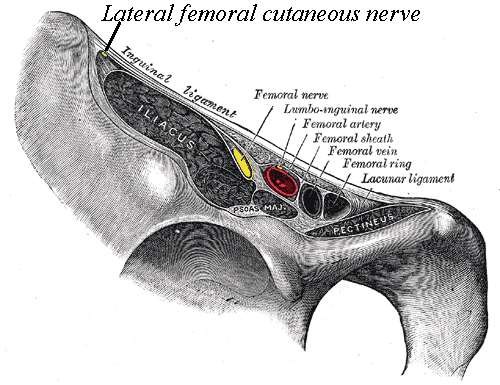 Lateral cutaneous nerve of the thigh - anatomy
