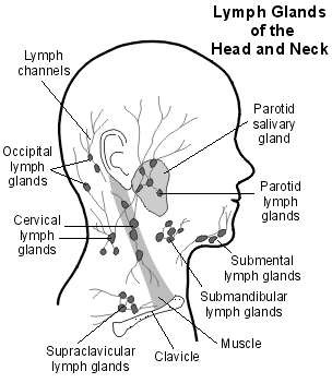 lymph nodes in face diagram