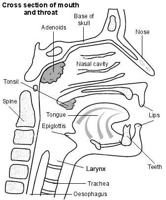 Head and neck showing larynx