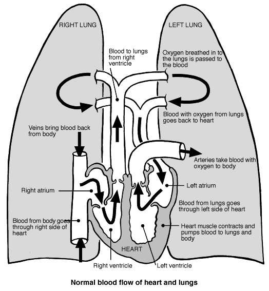 Heart / lung circulation | Diagram | Patient