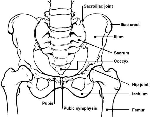 Pelvic bones | Diagram | Patient