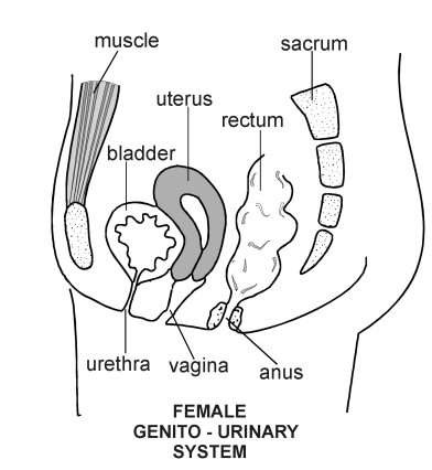 Female GU System | Diagram | Patient