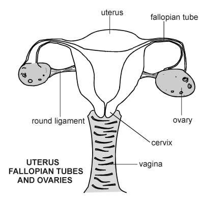 Uterus and Ovaries | Diagram | Patient