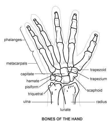 Hand - bones | Diagram | Patient