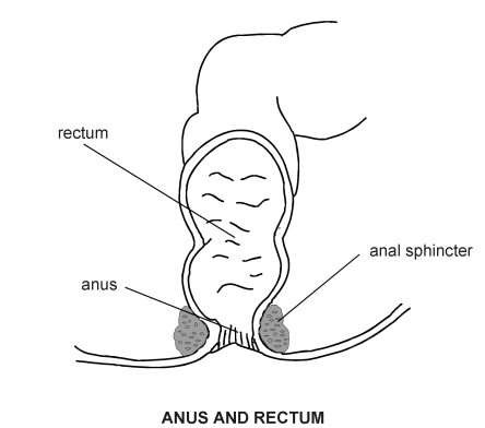 Anus and rectum | Diagram | Patient
 Rectum Drawing