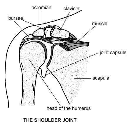 Shoulder Joint | Diagram | Patient