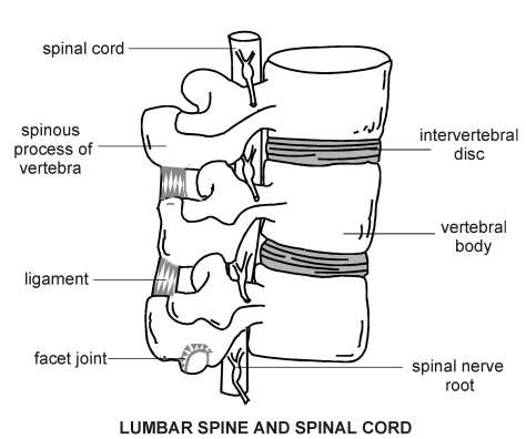 Lumbar spine and spinal cord