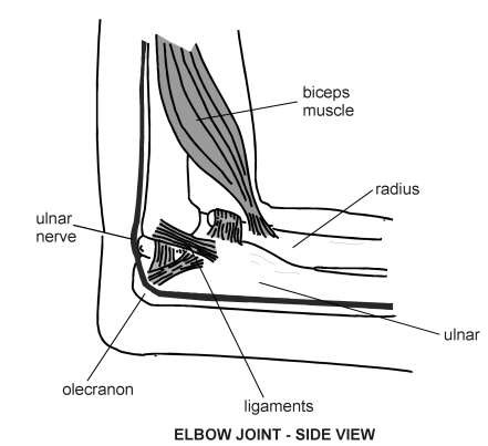 Elbow-Side View | Diagram | Patient