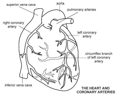Heart-Coronary Arteries | Diagram | Patient