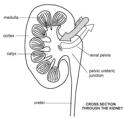 Kidney-Cross Section | Diagram | Patient