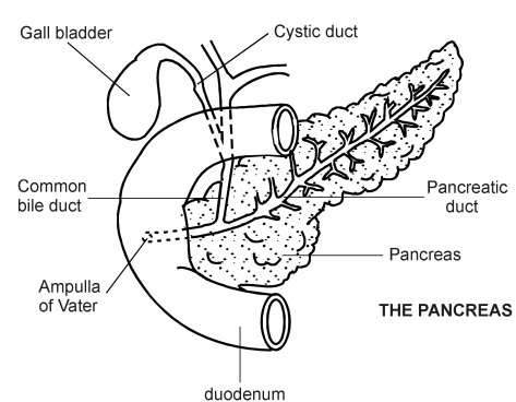 Pancreas | Diagram | Patient