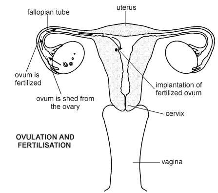 Ovulation and Fertilisation | Diagram | Patient