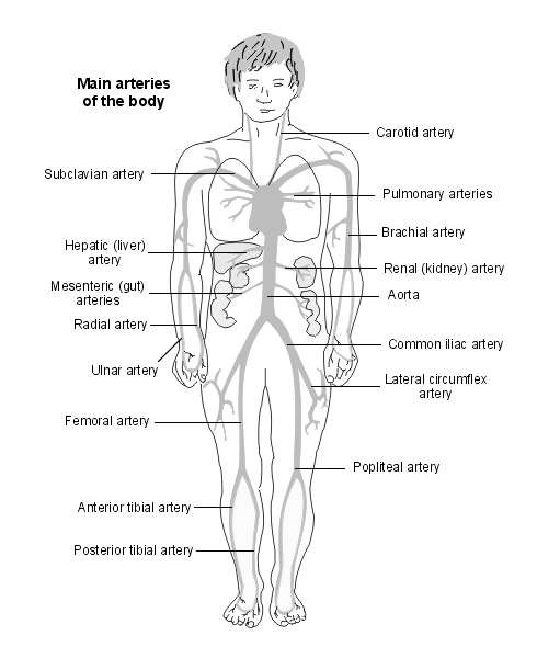 Arteries Of The Body | Diagram | Patient