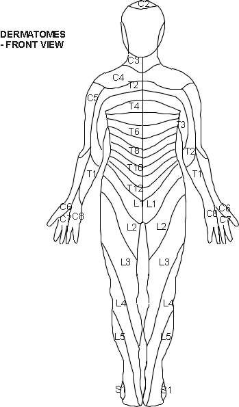 Dermatomes - Front View 