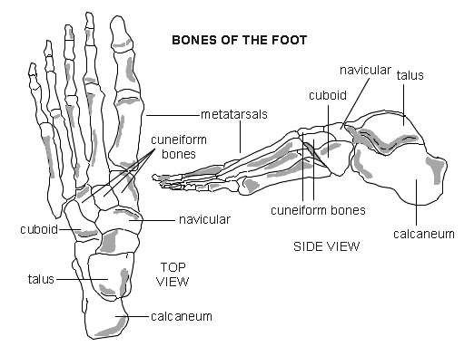 Foot bones.
