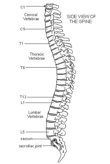 spine diagram