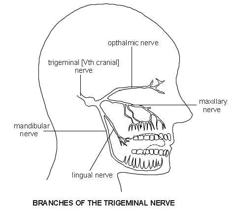 Trigeminal Nerve | Diagram | Patient