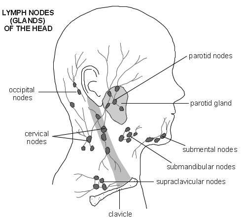 lymph nodes location