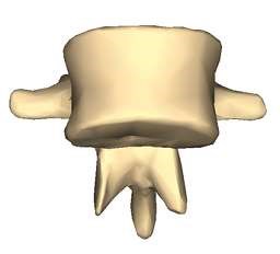 Lumbar vertebra 1 anterior surface
