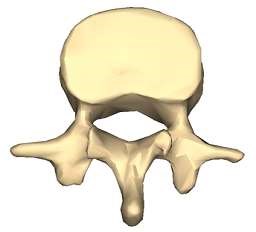 Lumbar vertebra 1 inferior surface