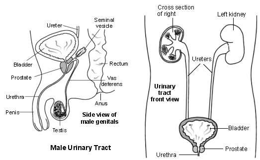 Male genitals and urinary tract