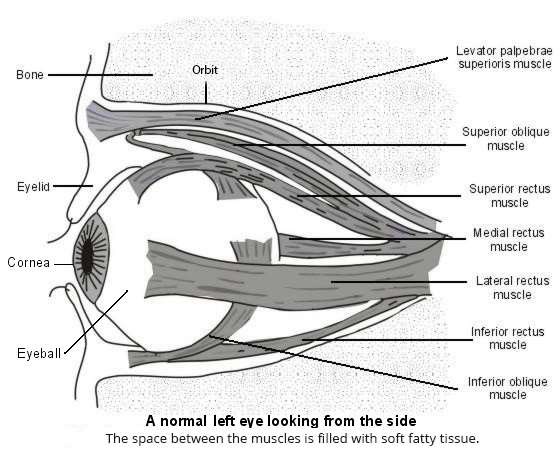Normal eye with muscles