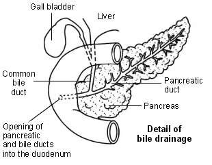 Pancreas - bile drainage