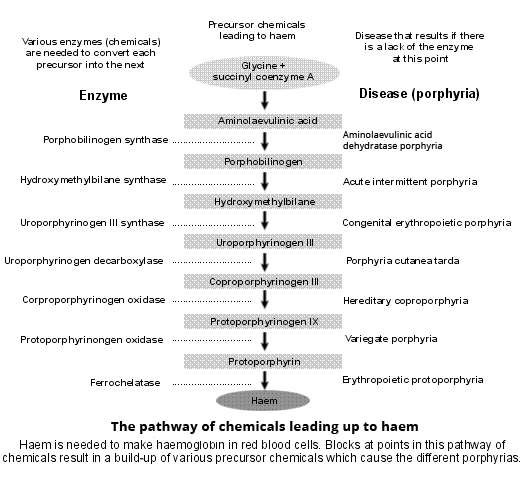 Porphyria-pathway