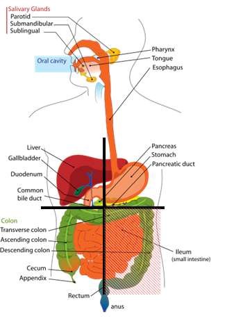 Right and Left Upper Quadrant Organs