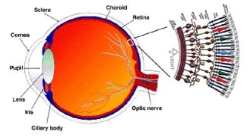 Retinal anatomy