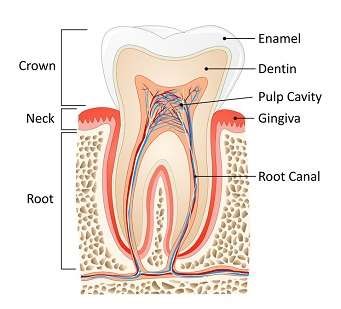 Root canal Toothpick image